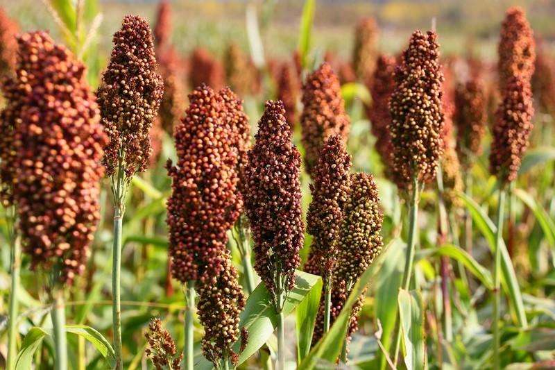 為什么高粱在釀酒原料中無可替代？ | 窖主說